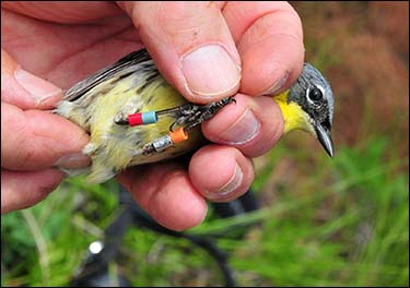 An adult male Kirtland's Warbler is held so that its yellow belly and multicolored man-made bands around its legs are visible.