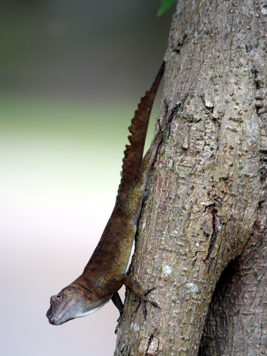 Puerto Rican Crested Anole