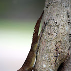 Puerto Rican Crested Anole