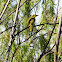 Yellow Honeyeater