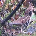 Ruffed Grouse