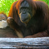 Sumatran orangutan