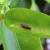 Leafhopper