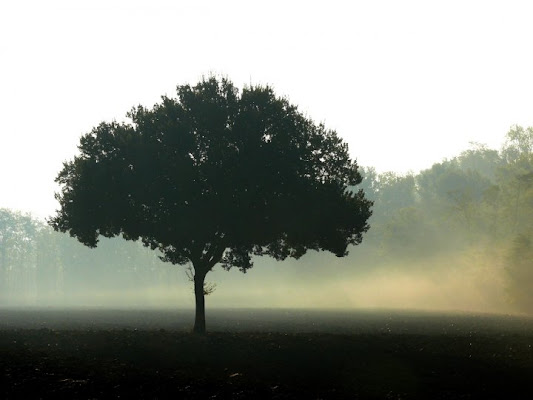 Albero nella nebbia di giancaf