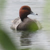 Redhead Duck