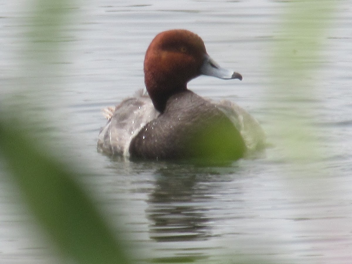 Redhead Duck