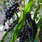 Narrow-leaved Palm Lily (fruiting)