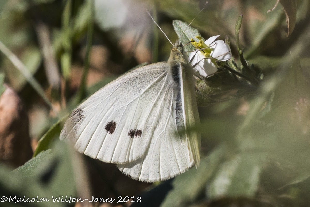 Small White