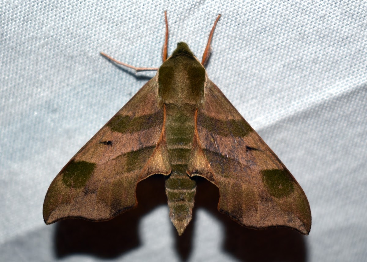 Virginia Creeper Sphinx