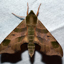 Virginia Creeper Sphinx