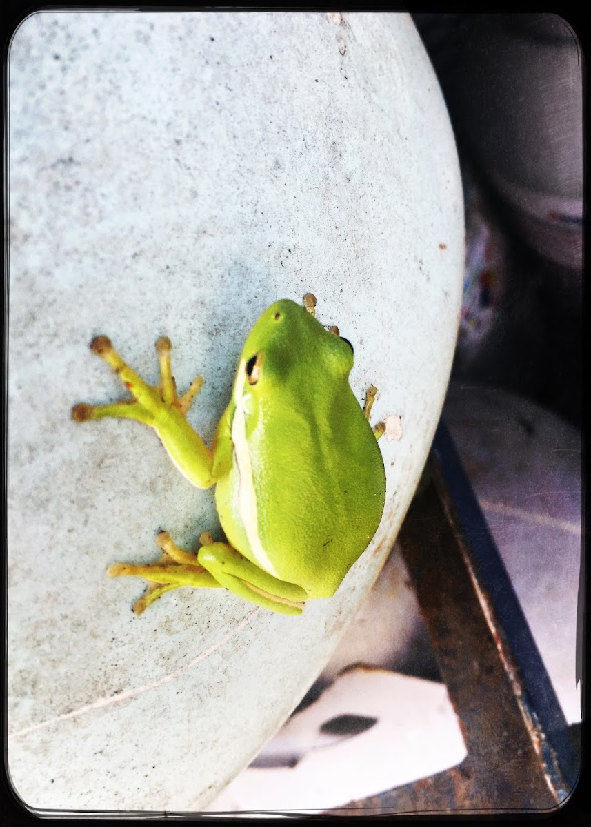 Tree frog