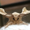 Silkworm Moth