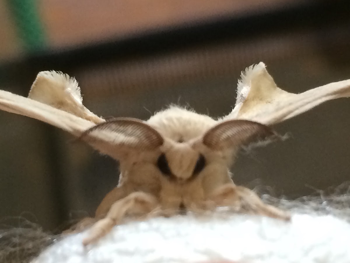 Silkworm Moth