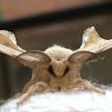 Silkworm Moth