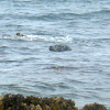 Harbor Seal