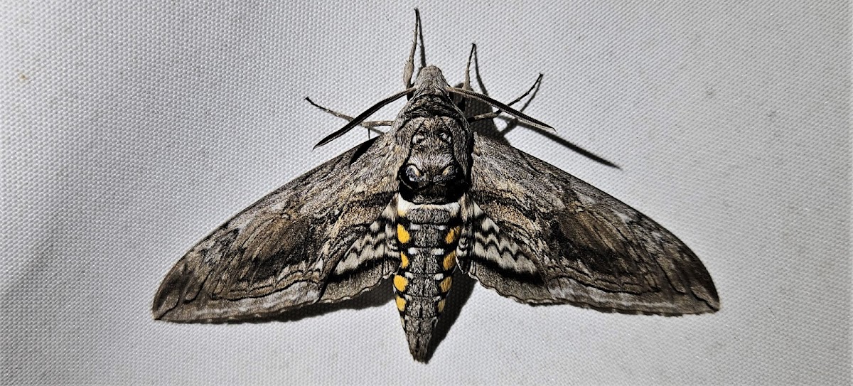 Five-spotted hawkmoth