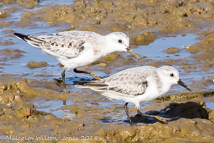 Sanderling; Correlimos Tridáctilo