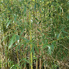 Bamboo