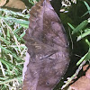 Curve-toothed Geometer Moth