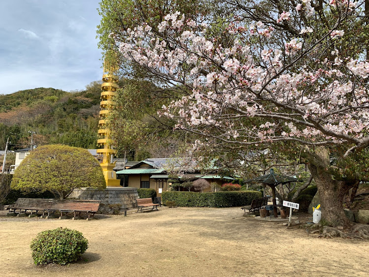 セレナの春休み・孫もりミッション・桜🌸開花状況・淡路島ドライブに関するカスタム事例の投稿画像2枚目
