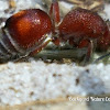 Velvet Ant