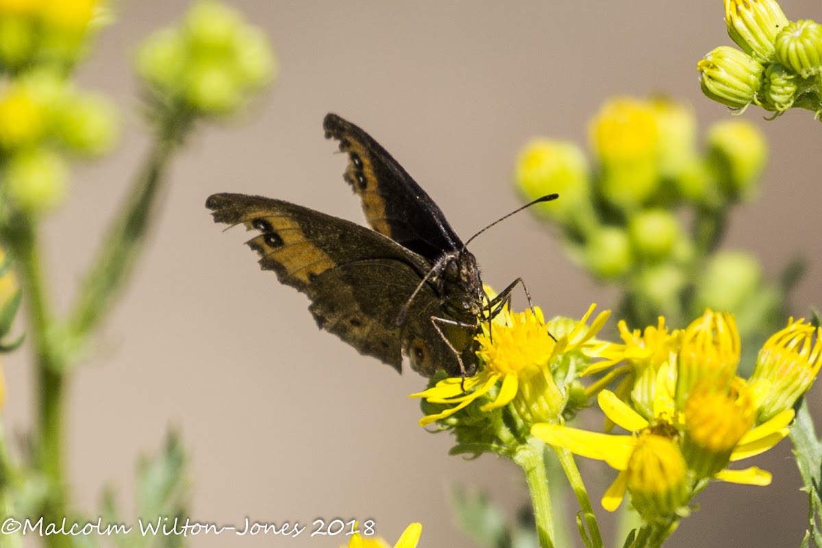 Piedmont Ringlet