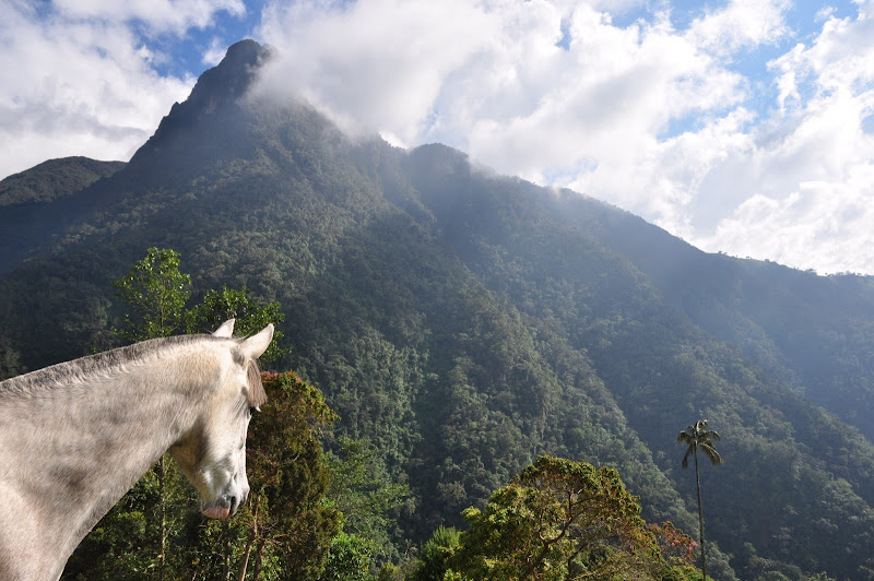 Valle de Cocora di Cristhian Raimondi