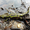 Marbled Newt