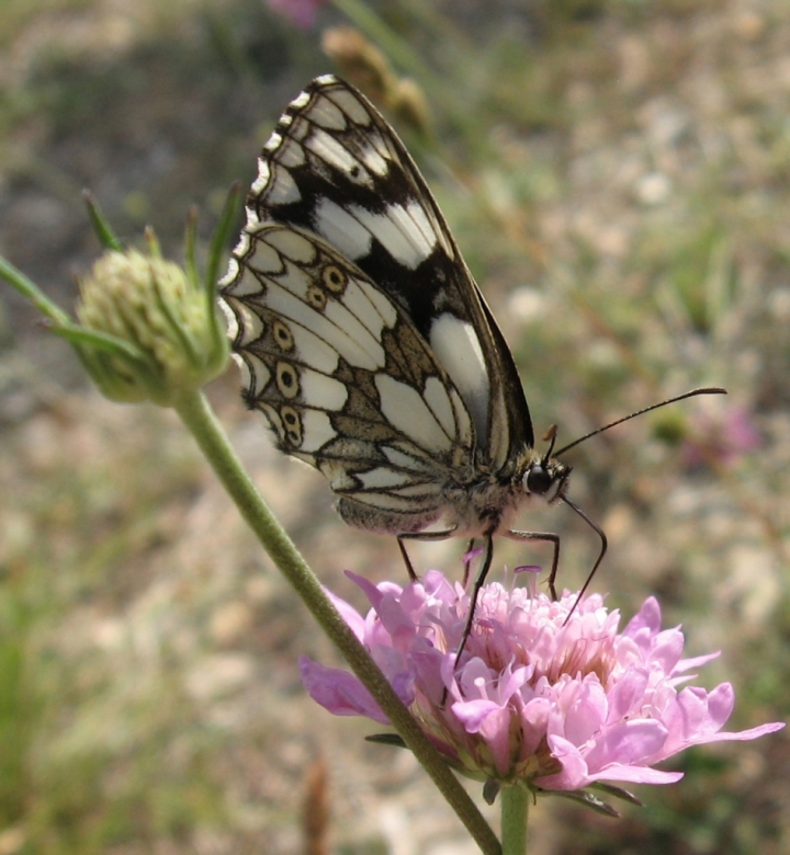 Butterfly di lucianalu