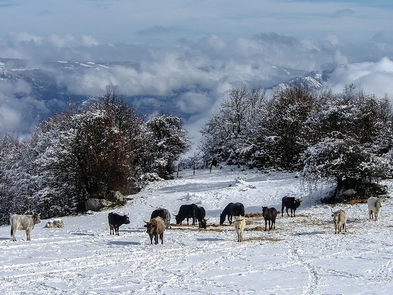 Pascolo in alta quota! di utente cancellato