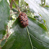 Marbled Fruit Chafer