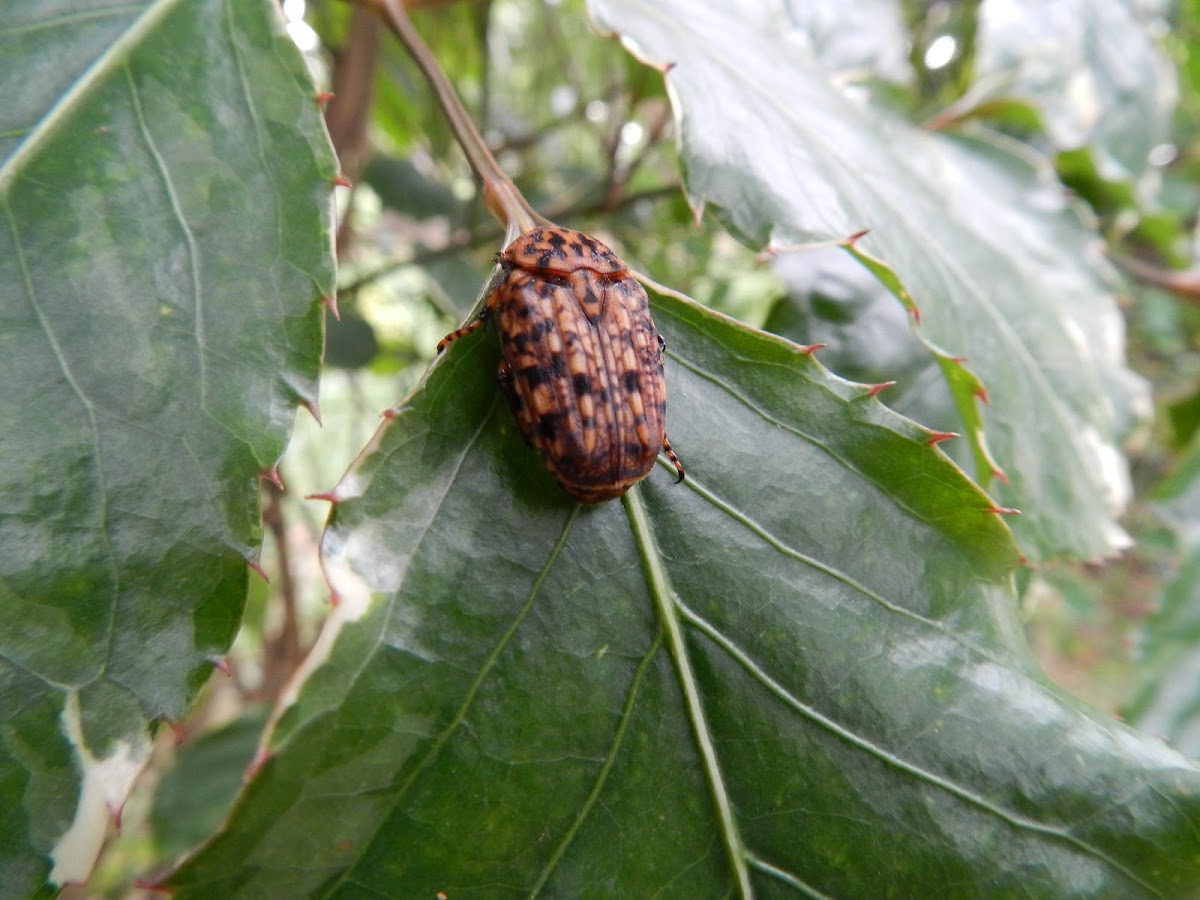 Marbled Fruit Chafer