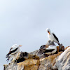 Nazca Boobies