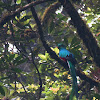 Resplendent Quetzal