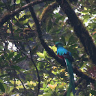 Resplendent Quetzal