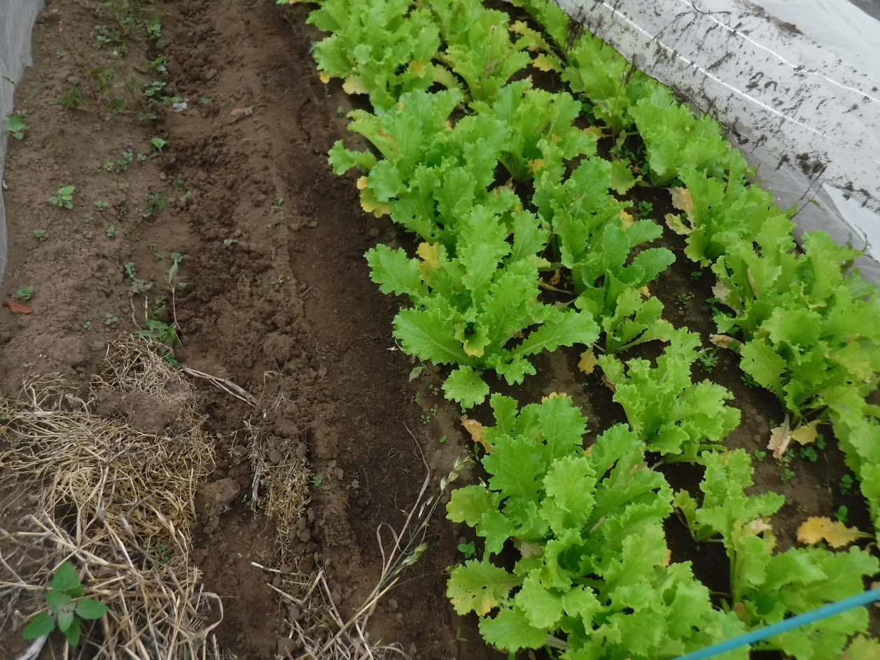 通路に敷き草がないところでは、3列の葉物の育ちがあまり違わない