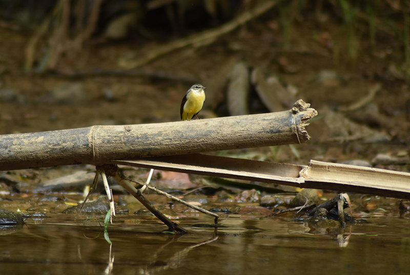 Yellow-bellied warbler