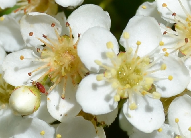 il profumo intermittente del biancospino ... di giride