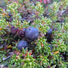 Black Crowberry