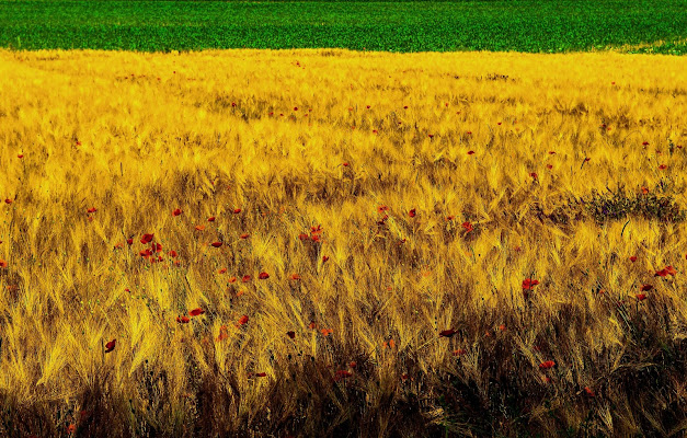 Campo di grano senza corvi di Aldo Rizzardi 