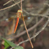 White-barred Duskhawk