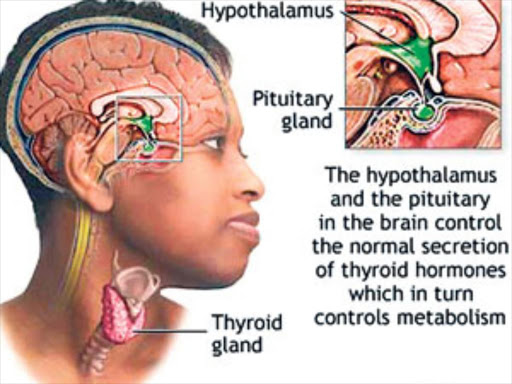 Illustration of the thyroid gland among other organs