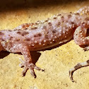 Mediterranean house gecko