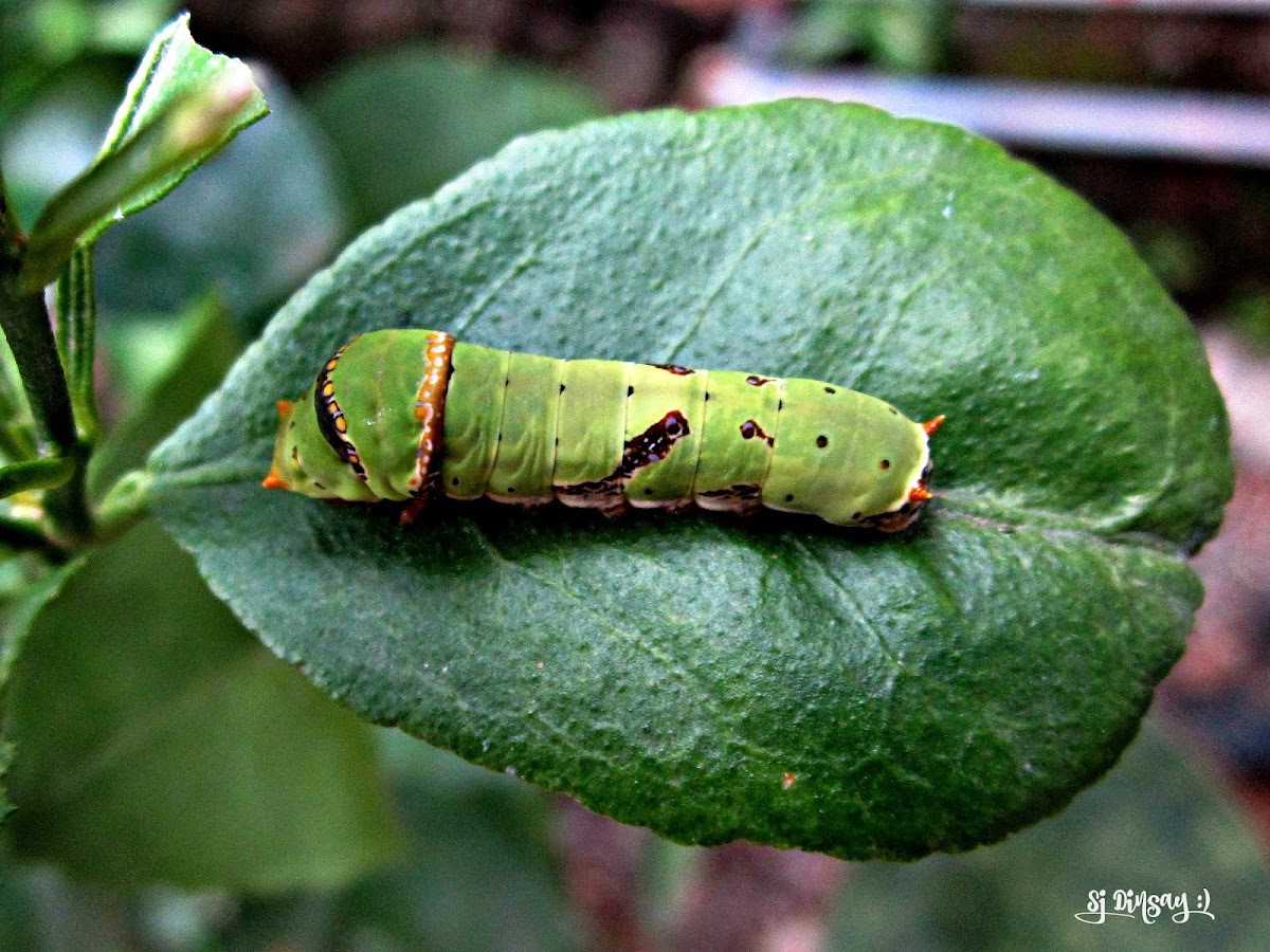 CATERPILLAR