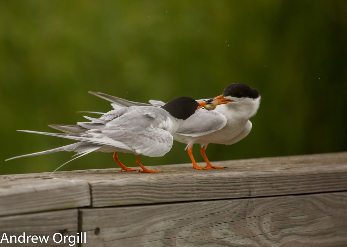 Forster's Terns