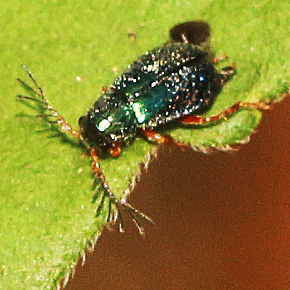 Metallic Flea Beetle