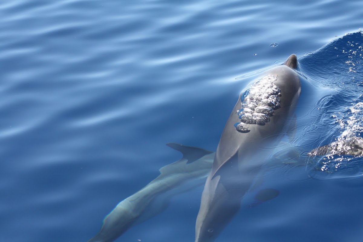 Striped dolphin