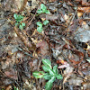 Downy Rattlesnake Plantain