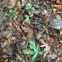 Downy Rattlesnake Plantain