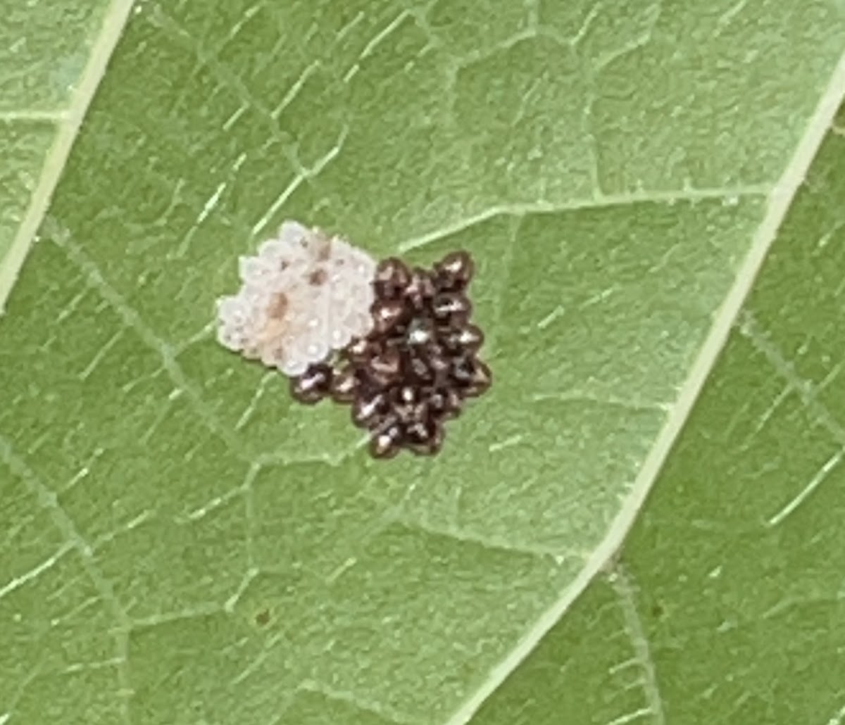 Bug Eggs and Nymphs